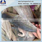 Fast Delivery Sea Frozen Mahi Mahi Fillet With Whole Round thumbnail-1
