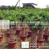 Ficus thumbnail-1