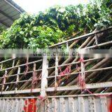 Spathodea Campanulata D7-8cm Potted Plants thumbnail-1