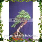 Best Price Hot Sale Domestic Artificial Small Bonsai Pine Tree thumbnail-4