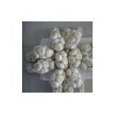 New Crop Fresh Garlic Are Avlailable thumbnail-1