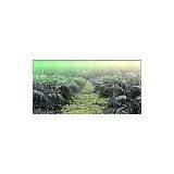 Sell NPK Water Soluble Fertilizer For Oil Palm (Singapore) thumbnail-1