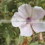 2014 Marshmallow Flowers thumbnail-1