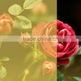 Decorative PET Orange Transparent Color Window Film Similar to 3M Window Film thumbnail-1