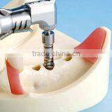 Typodont Orthodontic Model for Practicing Teeth Model Factory thumbnail-3