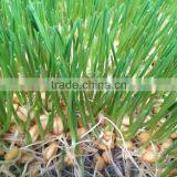 Hydroponics Animal Fodder Machinprofessional Automatic Oat Rooting Machine /bean Budding Machine/animal Fodder Sprouting Machine thumbnail-4