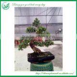 Natural Plants Bonsai Nursery thumbnail-3