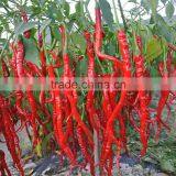 All Kinds Of Green /Red Hot Pepper Seeds Hot Chilli Seeds Vegeatable Seed for Sale thumbnail-4