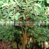 BTR022 GNW Decorative Plants Artificial Banyan Tree for Decoration thumbnail-2