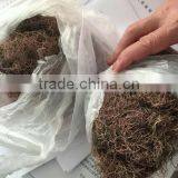 Sell Gracilaria, Eucheuma Spinosum And Eucheuma Cottoni Seaweeds thumbnail-3