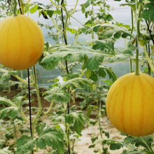 Good Flavor Hybrid Golden Yellow Rind Watermelon Seed thumbnail-2