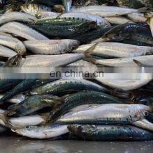 Good Quality IQF Frozen Sardine Fish Fillet for Processing thumbnail-5
