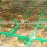 Dungeness Crab thumbnail-4