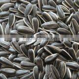 New Crop Black Chinese Sunflower Seeds 6009 363 601 thumbnail-1