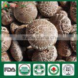 Mushroom Spawn for Sale,Shiitake Mushroom Spawn Wholesale Supplier thumbnail-2