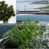 Broken Cell Chlorella Powder in Bulk Natural Spirulina/chlorella Powder Lose Weight & Keep Fit/ Protein 55% thumbnail-2