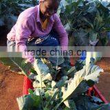 Smart Hydroponic Technologies for Industrial Greenhouses and Soilless Production thumbnail-4