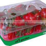 Fresh Tomato thumbnail-4