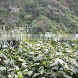 OEM Service Fresh Tea of This Year New Tea Wild Rocky Tea thumbnail-1