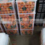 Fresh Sweet Naval Orange thumbnail-2