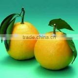 Fuji Apple thumbnail-3