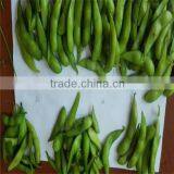 IQF Frozen Edamame thumbnail-1