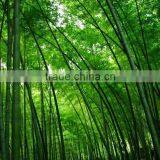 Phyllostachys Heterocycla (Carr.) Mitford Cv. Pubescens & Bamboo thumbnail-3