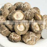 Green Healthy Dried Smooth Mushroom for Sale thumbnail-3