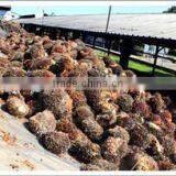 15TPH Palm Oil Solvent Etraction 50% off for Hot Sale