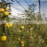Good Daylighting and UV Resistance Vegetables Greenhouse,fruit Greenhouse,fiberglass Greenhouse thumbnail-4