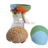Vivid Human Body Anatomy Bone Plastic Skull Model thumbnail-2