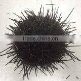 Live Sea Urchin thumbnail-2