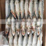 Landfrozen Mackerel 150-200g thumbnail-1