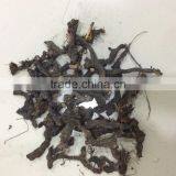 Cyperus Rotundus thumbnail-2