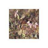 Cranberry Fruit Extract/Vaccinium Oxycoccos thumbnail-1