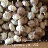 4.5cm 5cm 5.5cm Normal White Garlic Small Packing 1n 10kg Carton Box thumbnail-4