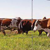 China Supply Sale Fixed Knot Cattle Wire Mesh Fence thumbnail-2