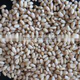 Pinenut Kernel thumbnail-1