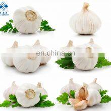 Pure White Fresh Garlic Chinese Garlic