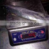 FROZEN SPANISH MACKEREL thumbnail-3