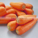 Supply Special Red Carrots thumbnail-5