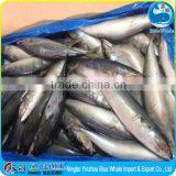 Canned Frozen Pacific Big Mackerel Whole Round 300-500g 400-600g
