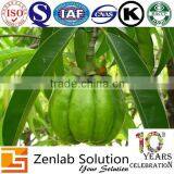 GMP Manufactor Organic Garcinia Cambogia Extract Hca 50% thumbnail-5