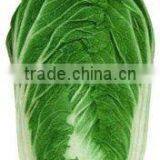 Chinese Cabbage