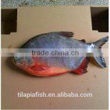 High Quality Wholesale Freshwater Fish thumbnail-1