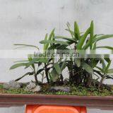 Bamboo Seedling thumbnail-3