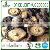 Dried shiitake Lentinus edodes mushroom