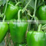 Wholesale China export pepper