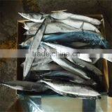 Best Quality and Cleaned Cooked Dried Fish Recipes thumbnail-1