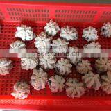 Hot Sale Frozen Baby Octopus Flower thumbnail-1